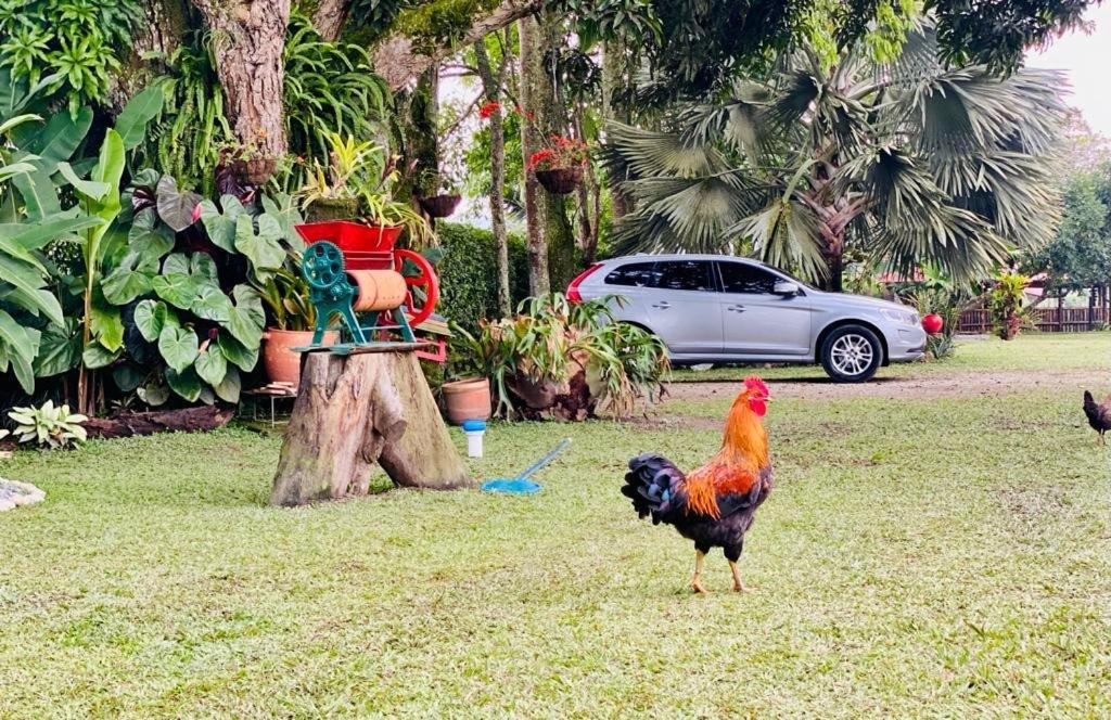 Finca Hotel El Laurel - Parque Del Cafe Montenegro Ngoại thất bức ảnh